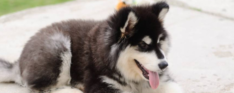 阿拉斯加幼犬喂养指南 第1张