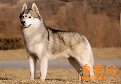怎么训练哈士奇不乱咬东西 第2张