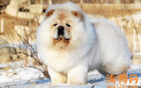 松狮犬身上很臭要怎么办？ 第2张