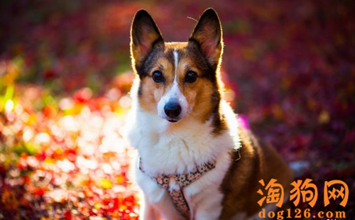 柯基犬口臭要怎么办？ 第2张