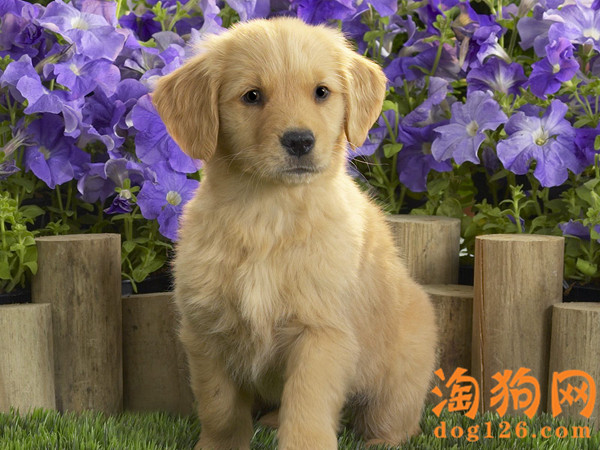 狗狗不好好吃饭时为什么 第1张