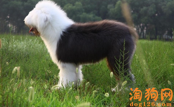 古牧需要补钙吗？【图】 第1张