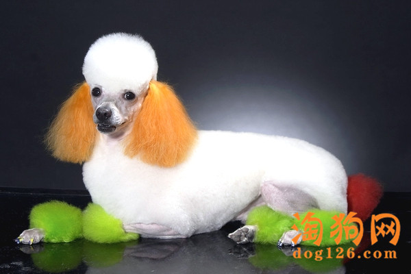 巨型贵宾犬那么多，一定不要养白色！ 第2张