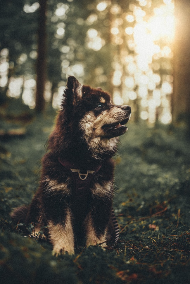 护卫犬哪种好