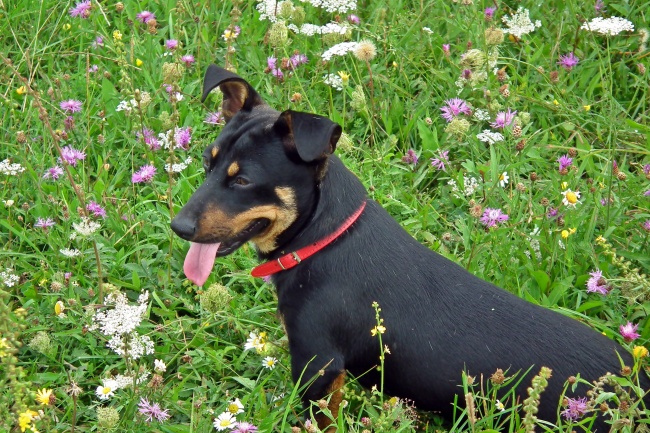 阿拉斯加犬价格