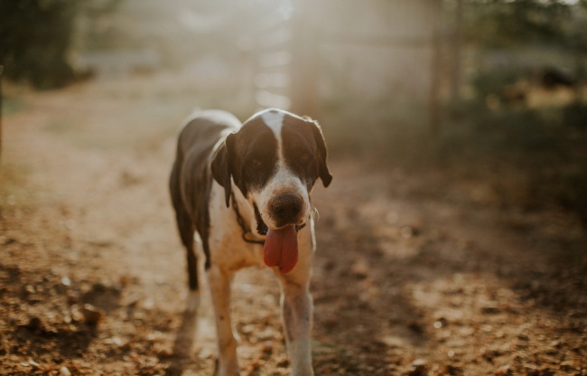 贵宾犬好养吗