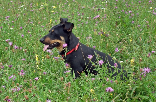 苏格兰牧羊犬吃什么