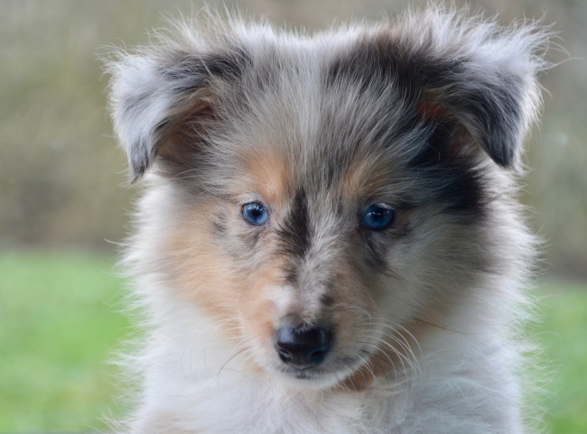 古牧犬好养吗