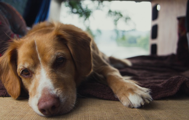 边境牧羊犬怎么养