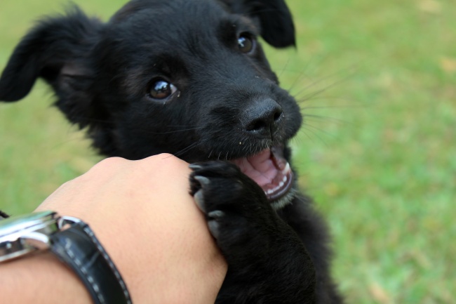 金毛犬的饲养