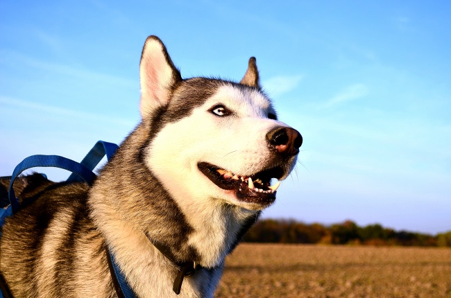 犬瘟症状