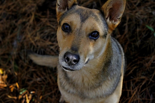 纽芬兰犬