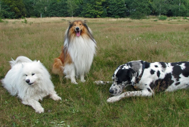 中华田园犬为什么禁养