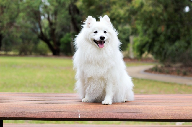 比格犬的训练