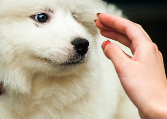 茶杯犬是怎么做出来的