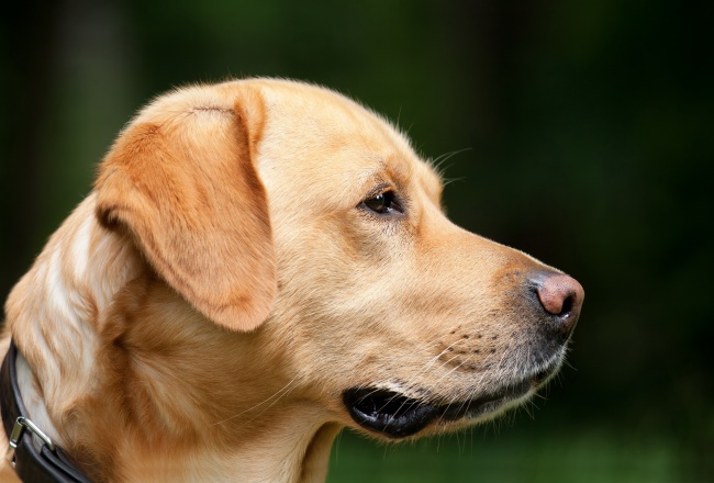 梗类犬