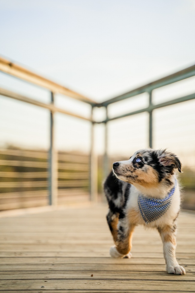 犬瘟热初期症状