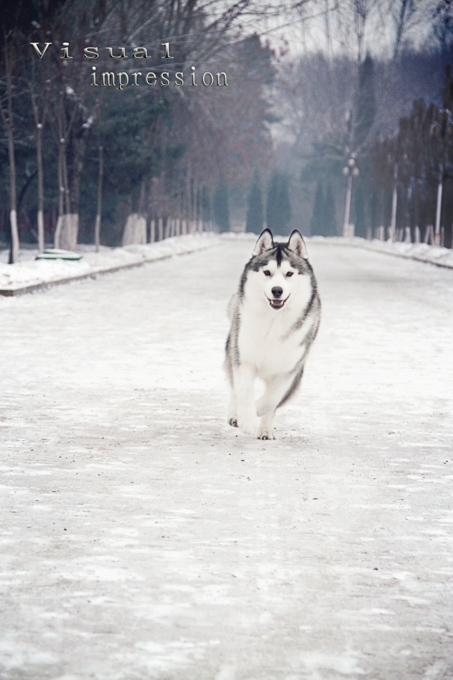 黑熊犬